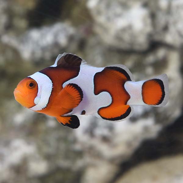 Proaquatix Captive-Bred Gladiator Clownfish Proaquatix Captive-Bred Gladiator Clownfish