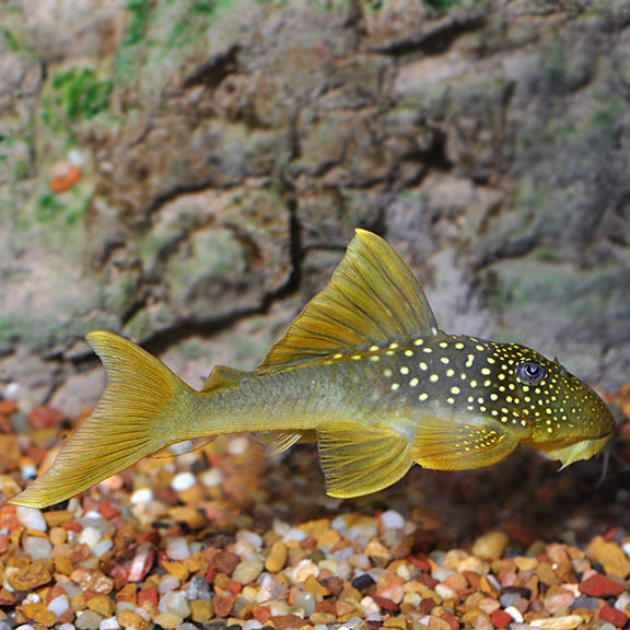 Green Phantom (L-200) Plecostomus Green Phantom (L-200) Plecostomus