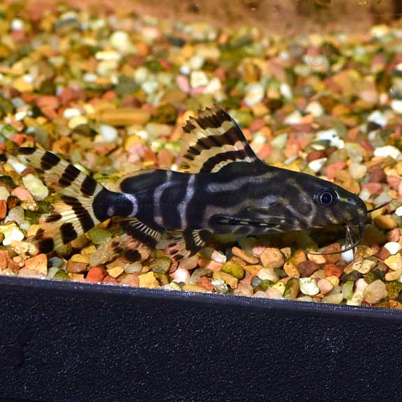 Synodontis angelicus X Eupterus hybrid Synodontis angelicus X Eupterus hybrid
