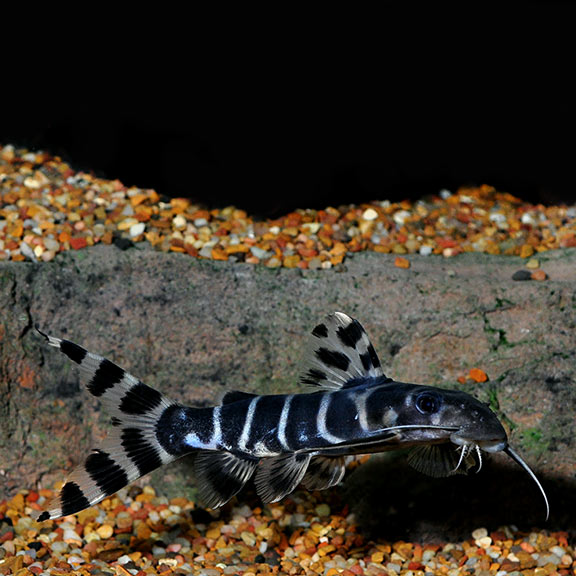 Synodontis Brichardi Catfish Synodontis Brichardi Catfish