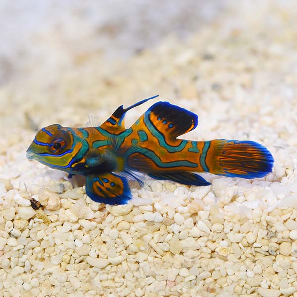 Biota Captive-Bred Blue Mandarin Biota Captive-Bred Blue Mandarin