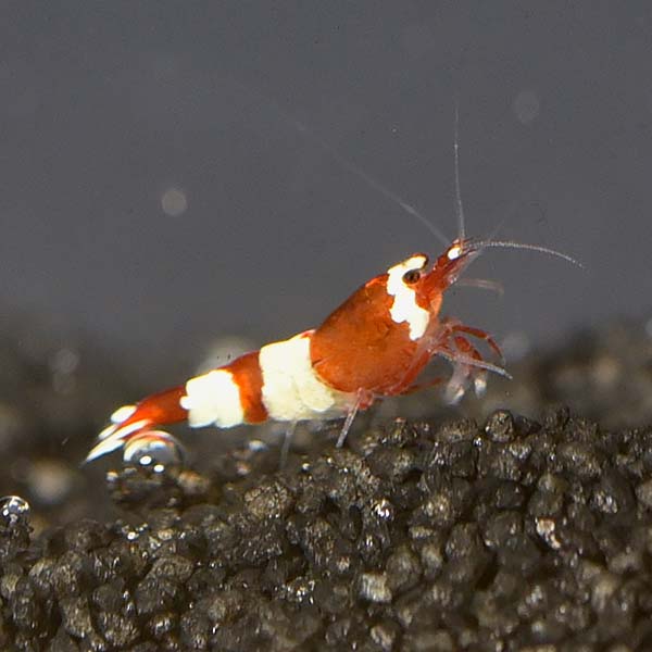 Red Panda Shrimp Group Red Panda Shrimp Group