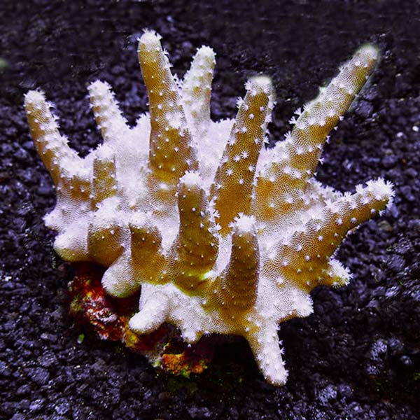 Devil's Hand Leather Coral Devil's Hand Leather Coral