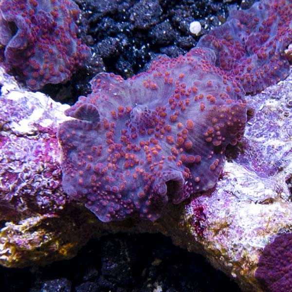 Mushroom Coral, Spotted Mushroom Coral, Spotted