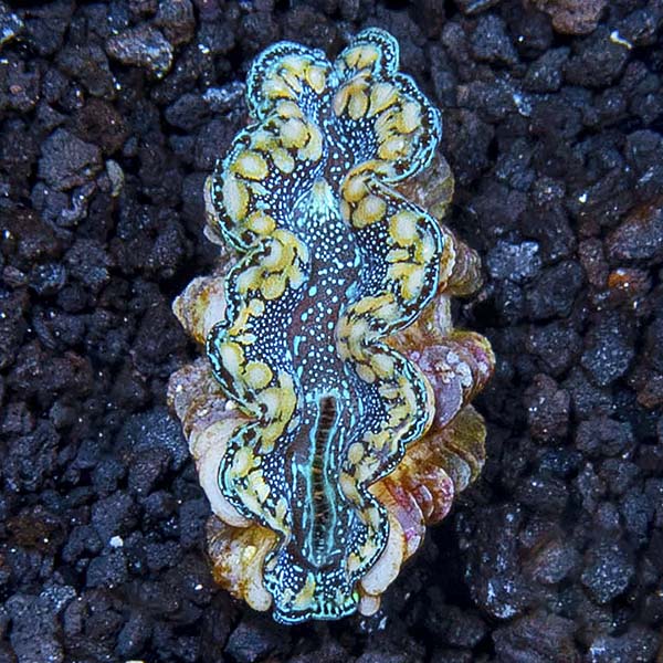 Hybrid Maxima Clam, Aquacultured Hybrid Maxima Clam, Aquacultured