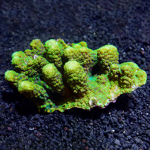 Green Maldivensis Pavona Coral Green Maldivensis Pavona Coral