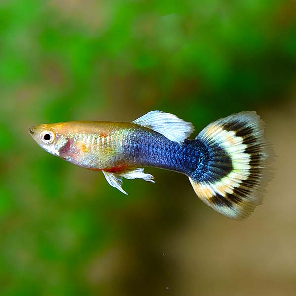 Sunray Guppy, Male Sunray Guppy, Male