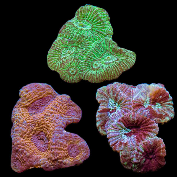Premium Aquacultured Brain Coral Packs Premium Aquacultured Brain Coral Packs