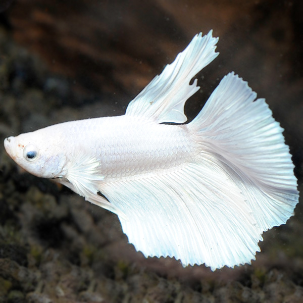 Platinum Dumbo Betta, Male Platinum Dumbo Betta, Male
