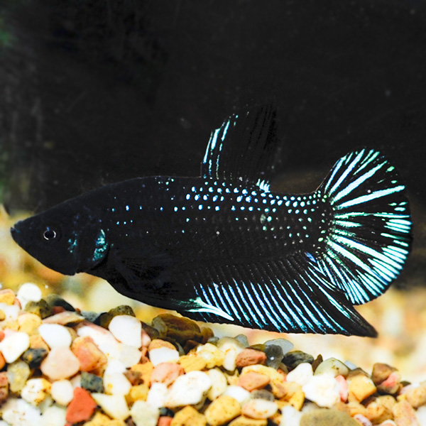Black Starfire Plakat Betta, Male Black Starfire Plakat Betta, Male