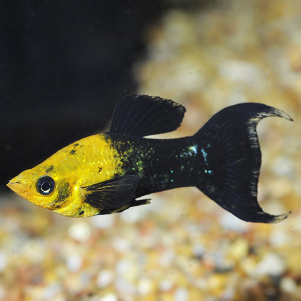 Golden Black Lyretail Molly Group Golden Black Lyretail Molly Group
