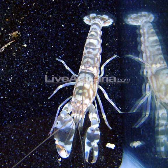 Tiger Snapping Shrimp Tiger Snapping Shrimp