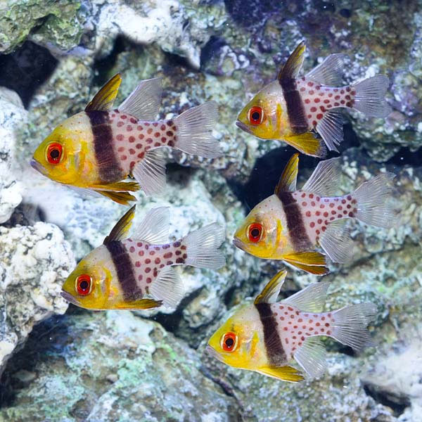 Pajama Cardinalfish Trio with 2 FREE Pajama Cardinals