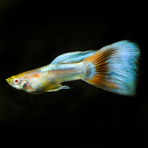 Albino Red Topaz Guppy Group, Male Albino Red Topaz Guppy Group, Male