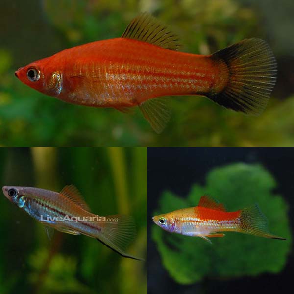 LiveAquaria® Premium BOOMER Plant Safe Freshwater Fish Pack LiveAquaria® Premium BOOMER Plant Safe Freshwater Fish Pack