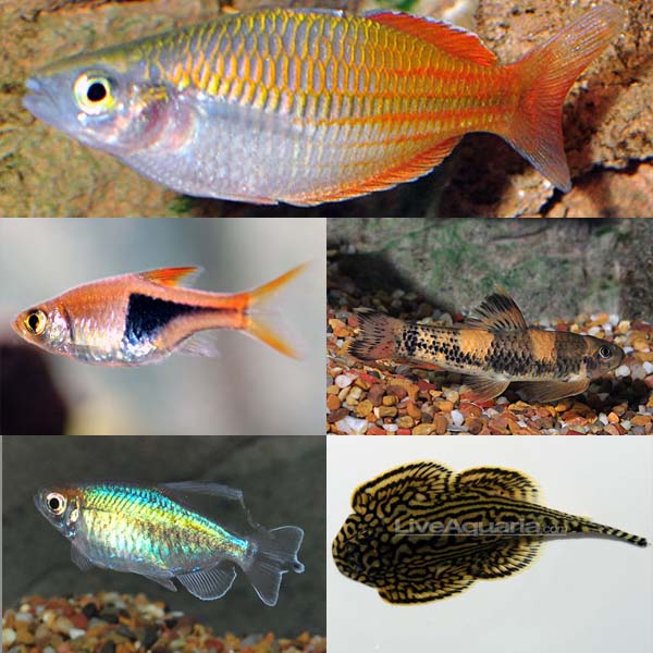 LiveAquaria® Premium KICKBACK Plant Safe Freshwater Fish Pack LiveAquaria® Premium KICKBACK Plant Safe Freshwater Fish Pack