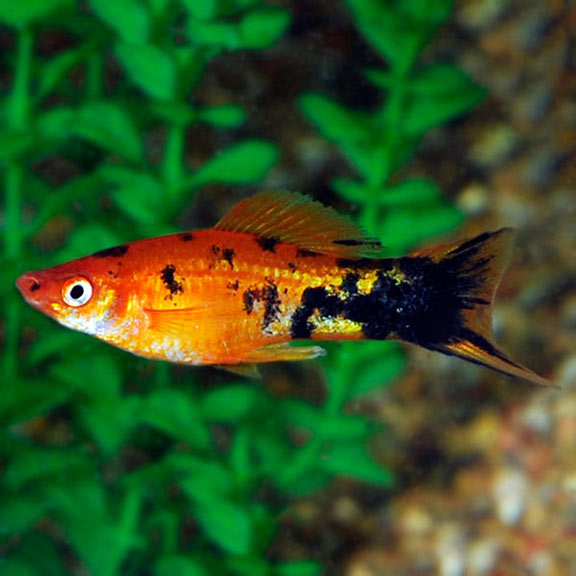 Berlin Swordtail Berlin Swordtail