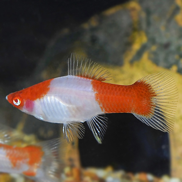 Kohaku Swordtail Group Kohaku Swordtail Group