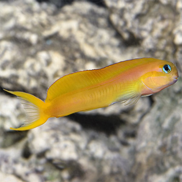 Midas Blenny Midas Blenny