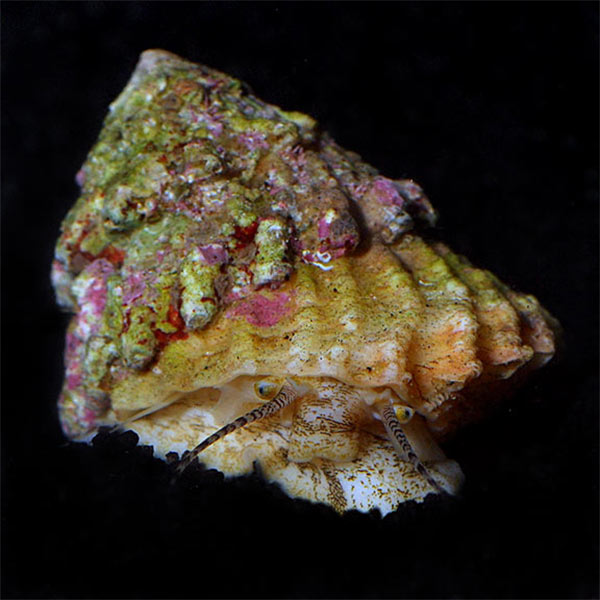 Astraea Turbo Snail Astraea Turbo Snail