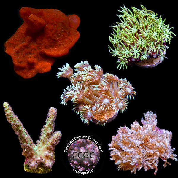 LiveAquaria® CCGC Aquacultured Coral Frag 5 Pack, Silver Edition LiveAquaria® CCGC Aquacultured Coral Frag 5 Pack, Silver Edition
