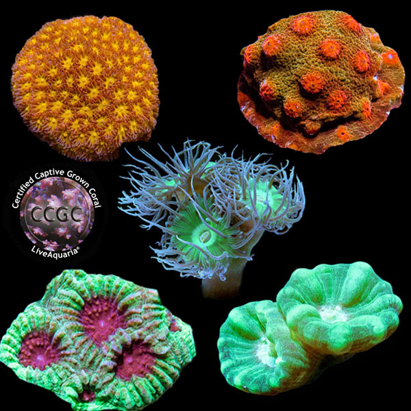 LiveAquaria® CCGC Aquacultured Coral Frag 5 Pack, Platinum Edition LiveAquaria® CCGC Aquacultured Coral Frag 5 Pack, Platinum Edition