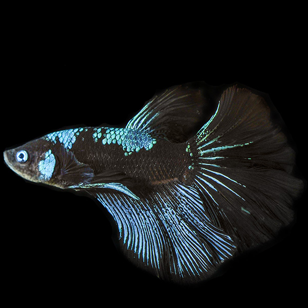 Avatar Betta, Male Avatar Betta, Male