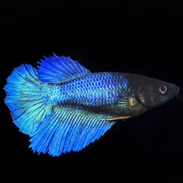 Halfmoon Betta, Female Halfmoon Betta, Female