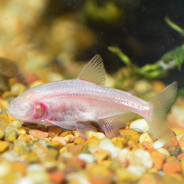 Blind Cave Tetra Blind Cave Tetra