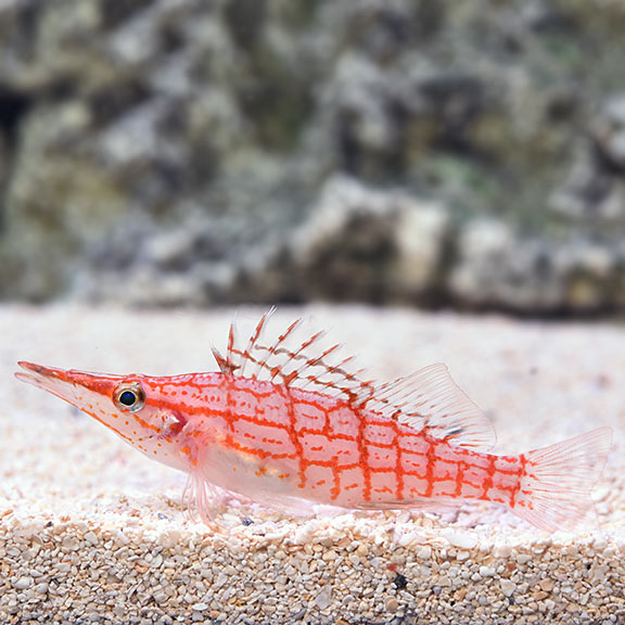 Longnose Hawkfish Longnose Hawkfish