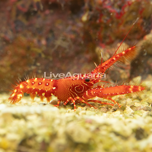 Bullseye Reef Lobster Bullseye Reef Lobster