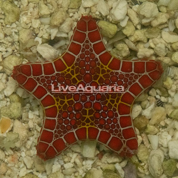 Red Biscuit Sea Star Red Biscuit Sea Star