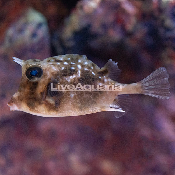Island Cowfish EXPERT ONLY Island Cowfish EXPERT ONLY