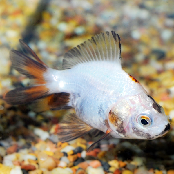 Tricolor Ryukin Goldfish Tricolor Ryukin Goldfish