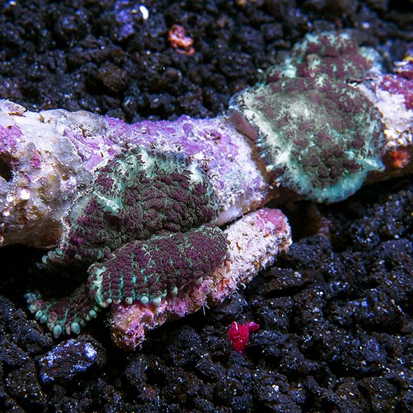 Green and Purple Bullseye Rhodactis Mushroom Coral Green and Purple Bullseye Rhodactis Mushroom Coral