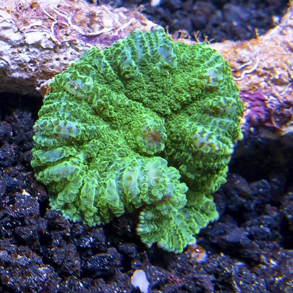 Metallic Green Rhodactis Mushroom Coral Metallic Green Rhodactis Mushroom Coral