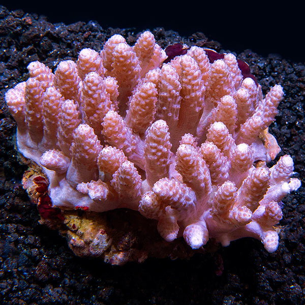 Young Blushing Finger Leather Coral Young Blushing Finger Leather Coral