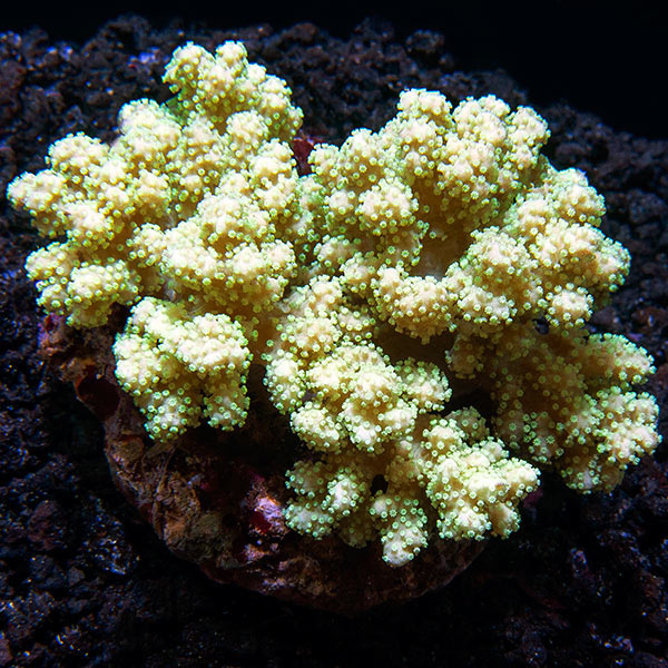 Mushroom Finger Leather Coral Mushroom Finger Leather Coral