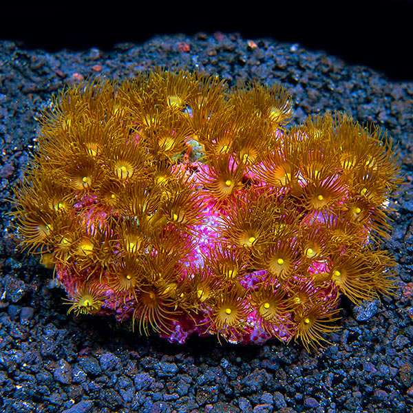 Colony Polyp, Yellow Colony Polyp, Yellow