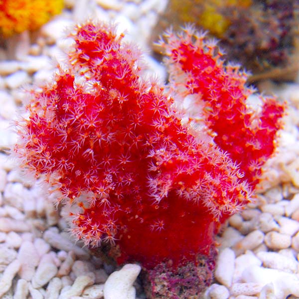 Chili Coral EXPERT ONLY Chili Coral EXPERT ONLY