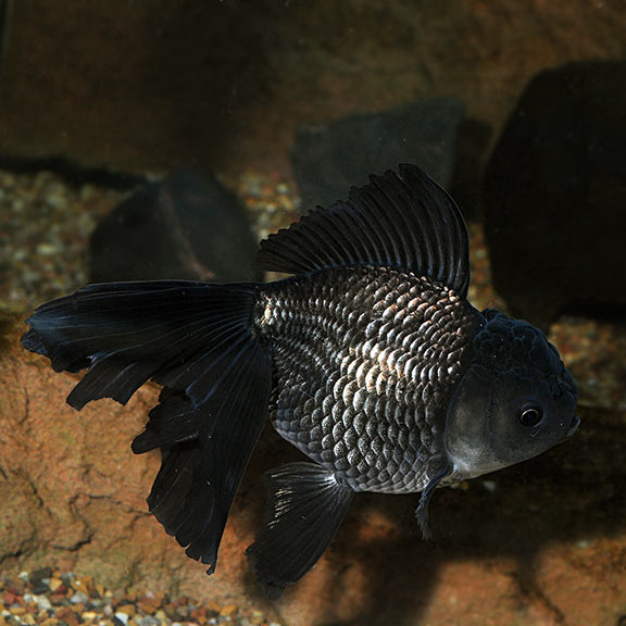Black Oranda Goldfish Black Oranda Goldfish