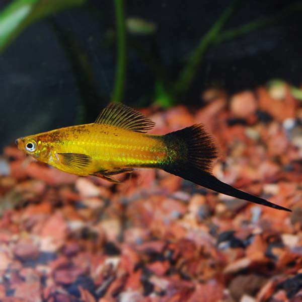 Marigold Wag Swordtail Group Marigold Wag Swordtail Group
