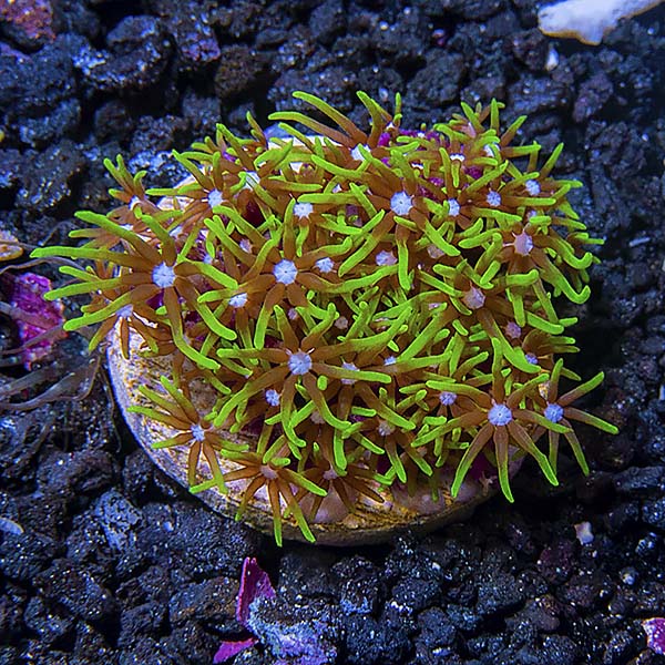 LiveAquaria® USA Aquacultured Neon Green Starburst Polyp, Short Tentacle Coral LiveAquaria® USA Aquacultured Neon Green Starburst Polyp, Short Tentacle Coral