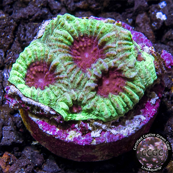 LiveAquaria® CCGC Aquacultured Red and Green Favia Coral LiveAquaria® CCGC Aquacultured Red and Green Favia Coral