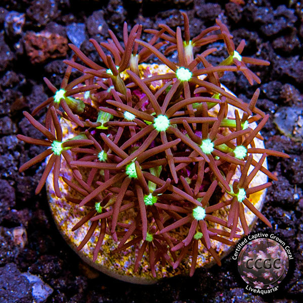 LiveAquaria® CCGC Aquacultured Purple Star Polyp LiveAquaria® CCGC Aquacultured Purple Star Polyp