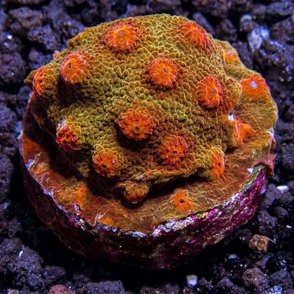 LiveAquaria® CCGC Aquacultured Red and Orange Cyphastrea Coral LiveAquaria® CCGC Aquacultured Red and Orange Cyphastrea Coral
