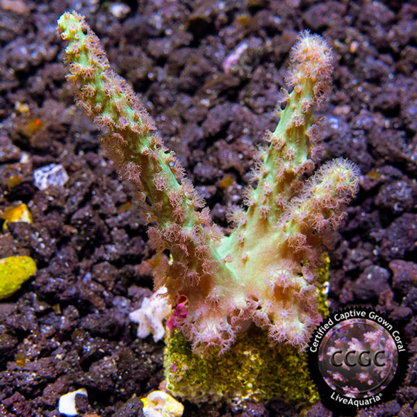 LiveAquaria® CCGC Aquacultured Neon Green Sinularia Coral LiveAquaria® CCGC Aquacultured Neon Green Sinularia Coral