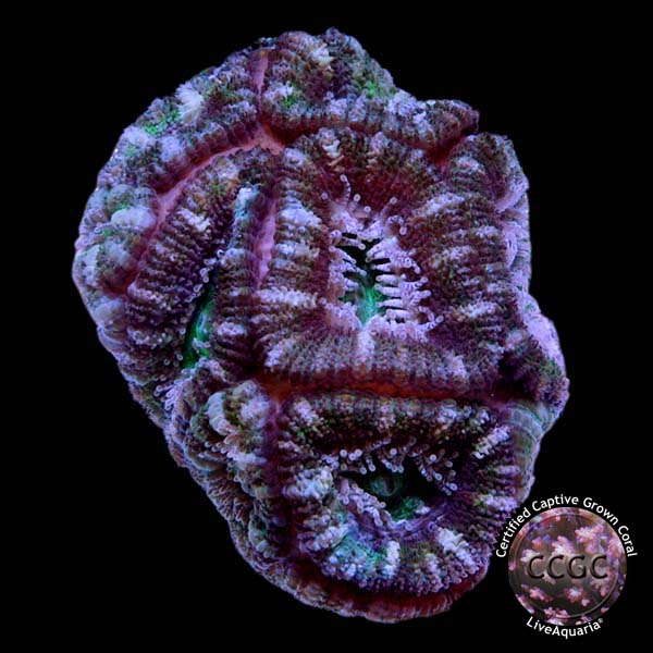 LiveAquaria® CCGC Aquacultured Aussie Lord Frag LiveAquaria® CCGC Aquacultured Aussie Lord Frag