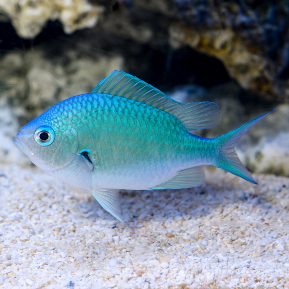 Blue/Green Black-axil Chromis Blue/Green Black-axil Chromis