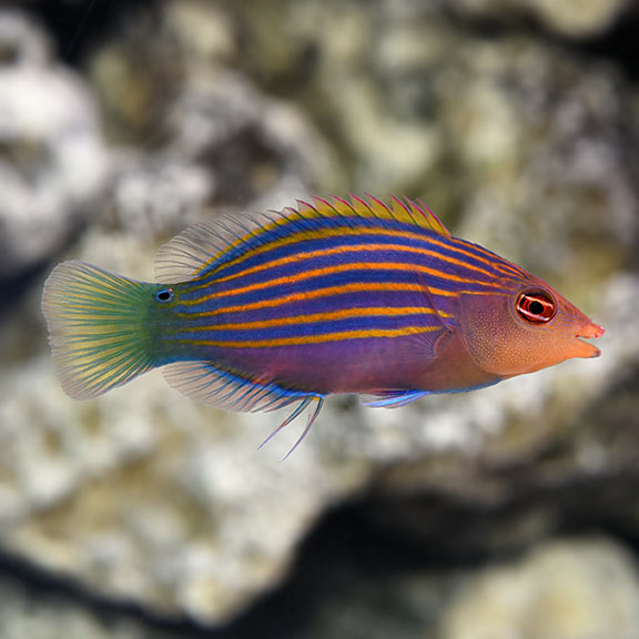 Six Line Wrasse Six Line Wrasse